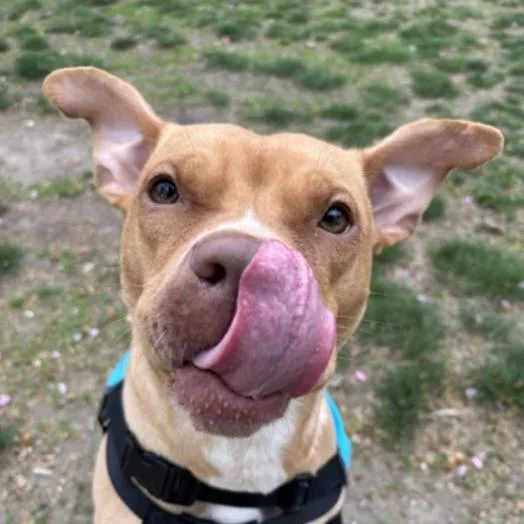 Ginger Gold thumbnail 2