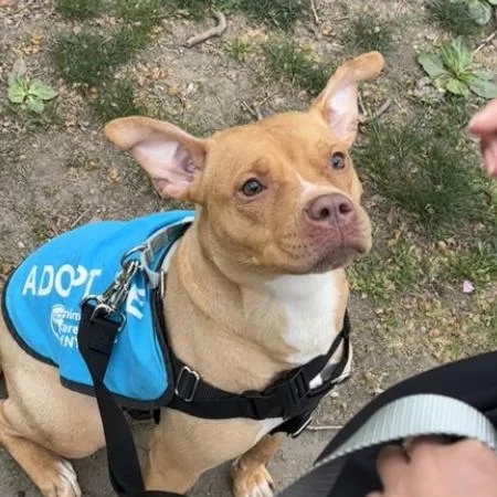 Ginger Gold thumbnail 3