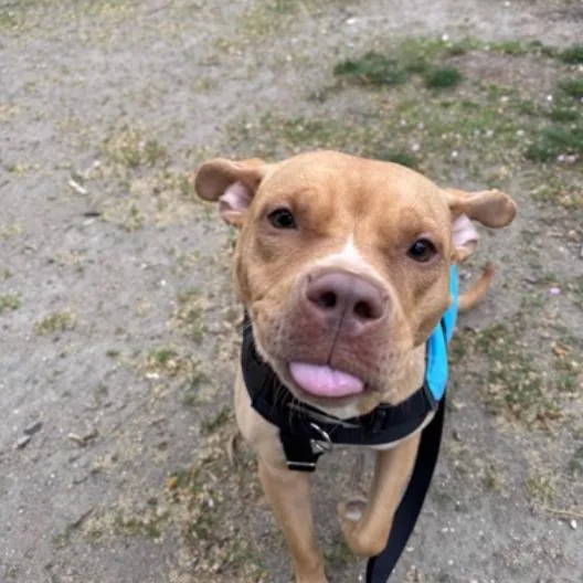 Ginger Gold thumbnail 4