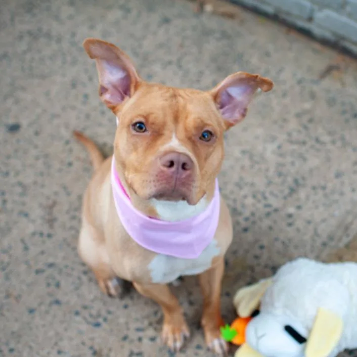 Ginger Gold thumbnail 5