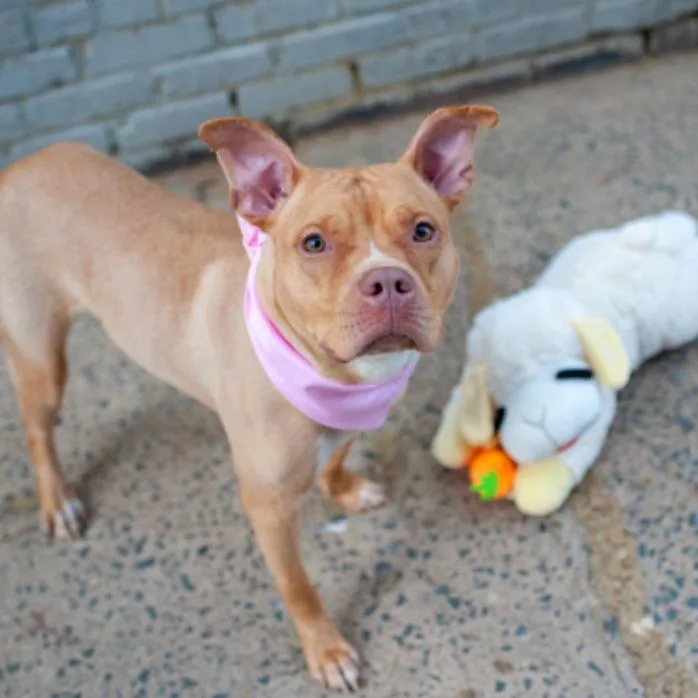 Ginger Gold thumbnail 6