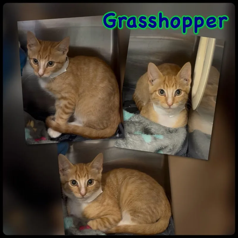 Grasshopper