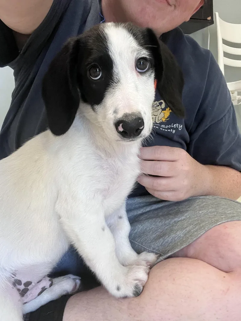 A baby medium-sized male White / Cream Basset Hound dog named Atari for adoption in West Jefferson, OH