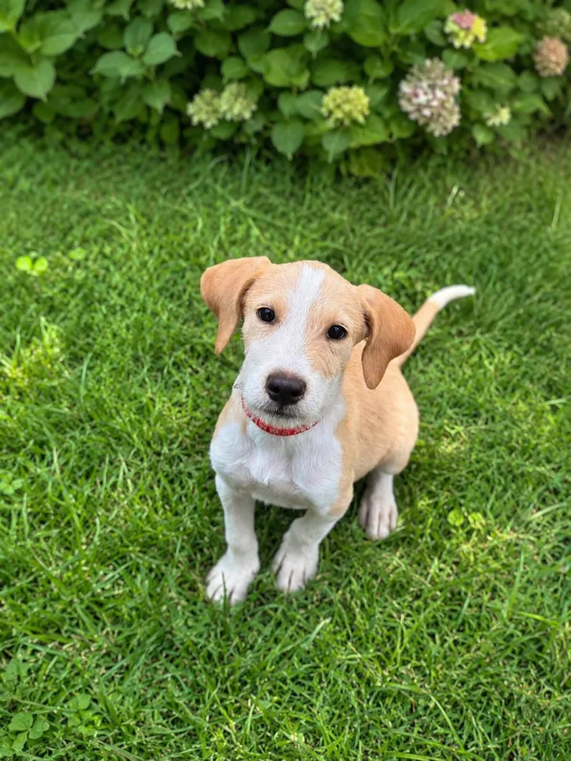 A baby medium-sized male White / Cream Labrador Retriever dog named Rocky for adoption in Pleasant Valley, NY