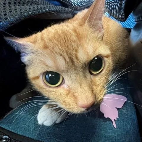 An adult medium-sized female Orange / Red Domestic Short Hair cat named Kensie for adoption in Hawthorne, CA