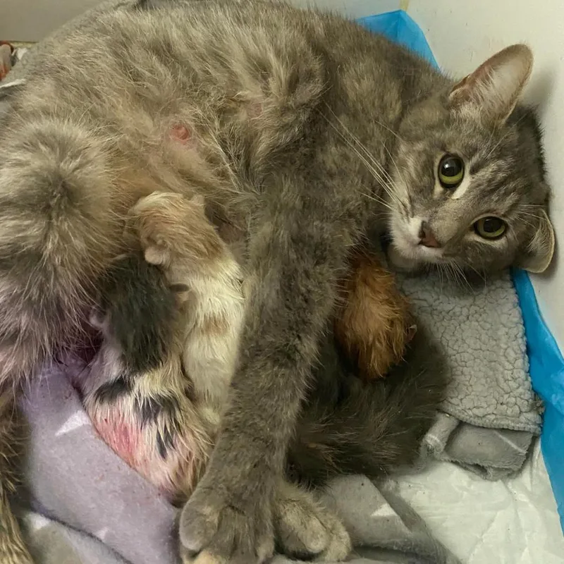 An adult small-sized female Gray / Blue / Silver Domestic Short Hair cat named Callista for adoption in Union, MO