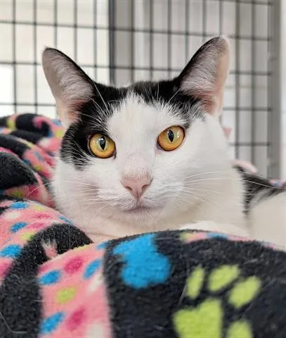 A young medium-sized female Domestic Short Hair cat named Gretchen for adoption in Canfield, OH