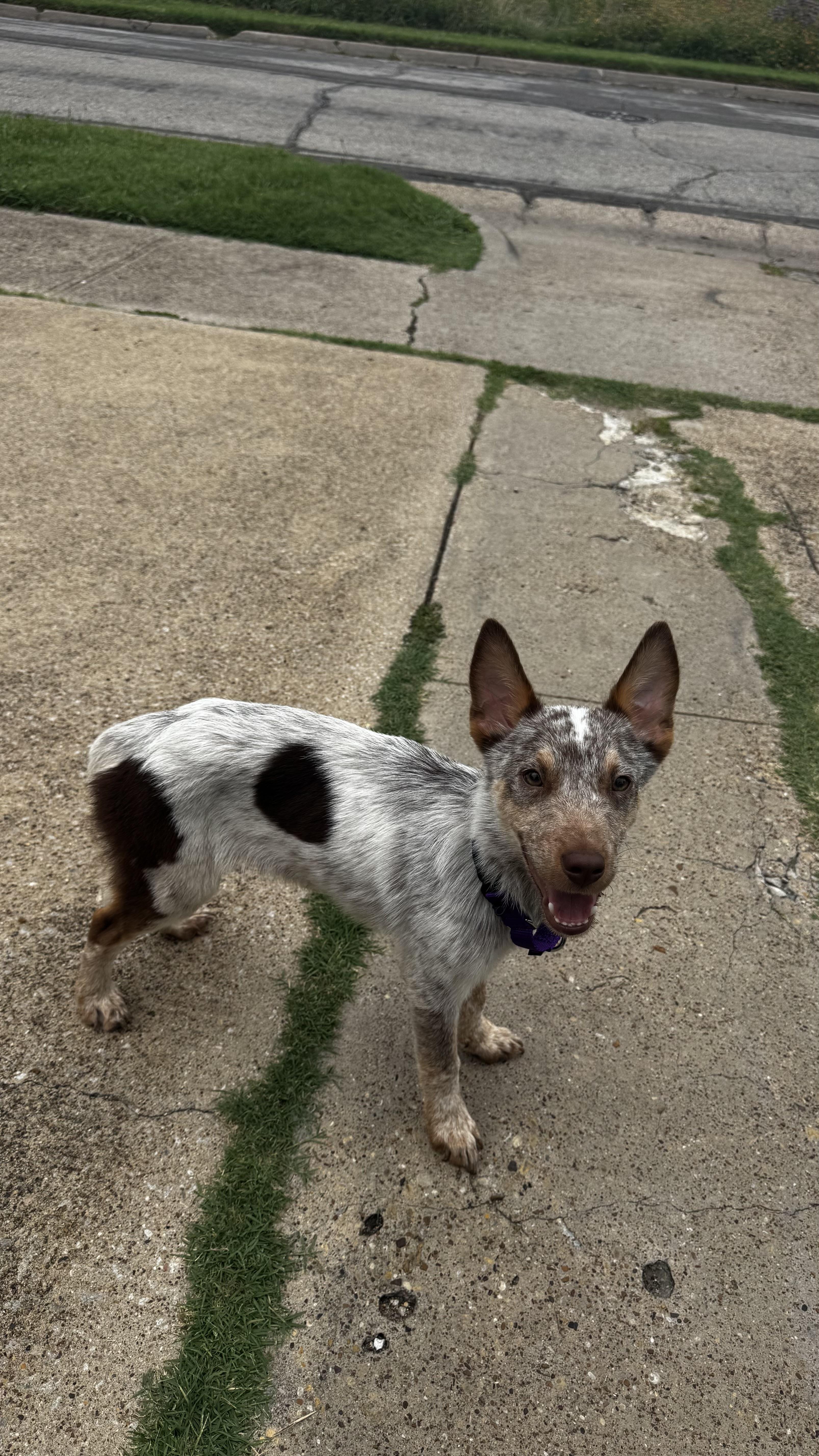 A senior medium-sized male Brindle Australian Cattle Dog / Blue Heeler dog named Esteban for adoption in Dallas, TX