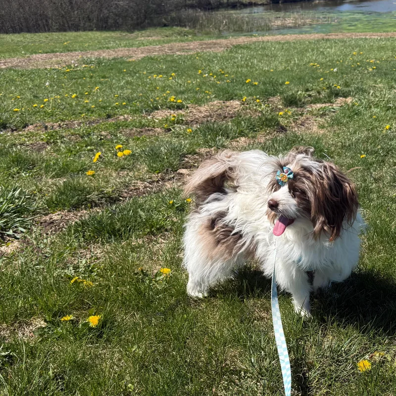 A young small-sized male Red / Chestnut / Orange Havanese dog named Murphy for adoption in De Soto, KS