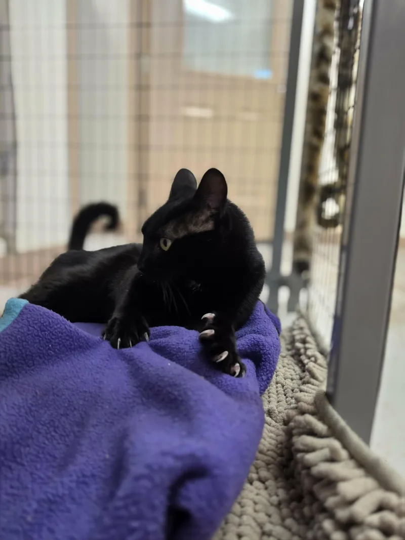 An adult medium-sized female Black Domestic Short Hair cat named Mama Cat for adoption in Grants Pass, OR
