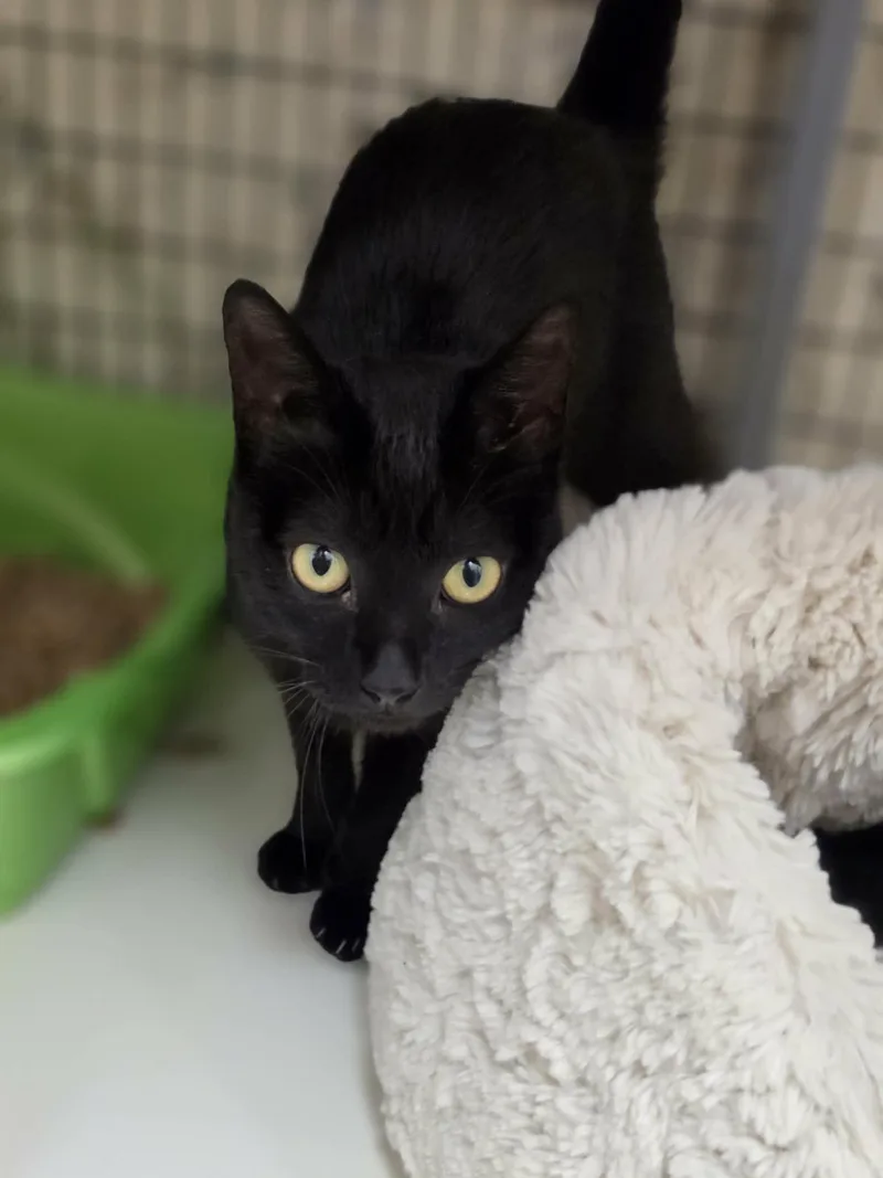 Mama Cat thumbnail 4