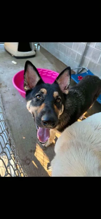 An adult medium-sized female German Shepherd Dog dog named Thelma for adoption in Bowling Green, KY