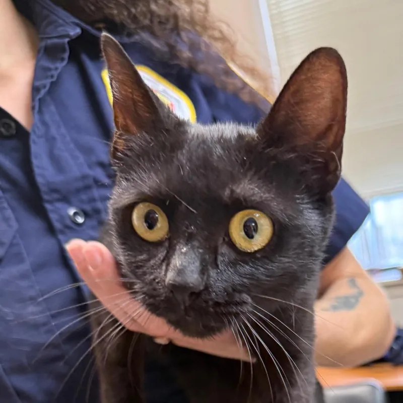 A young small-sized female Black Domestic Short Hair cat named Diva for adoption in Jacksonville, AR