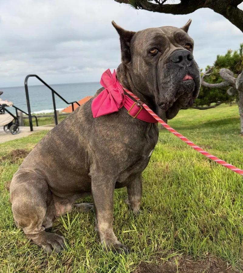 An adult large-sized female Cane Corso dog named Gladys for adoption in San Rafael, CA