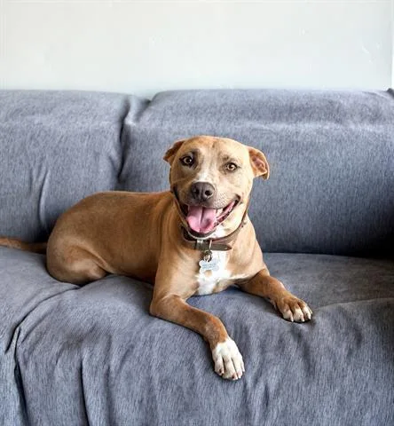 An adult medium-sized female Pit Bull Terrier dog named Savannah for adoption in San Martin, CA