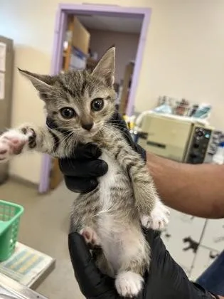 A baby small-sized female Domestic Short Hair cat named Feta for adoption in Palm Coast, FL