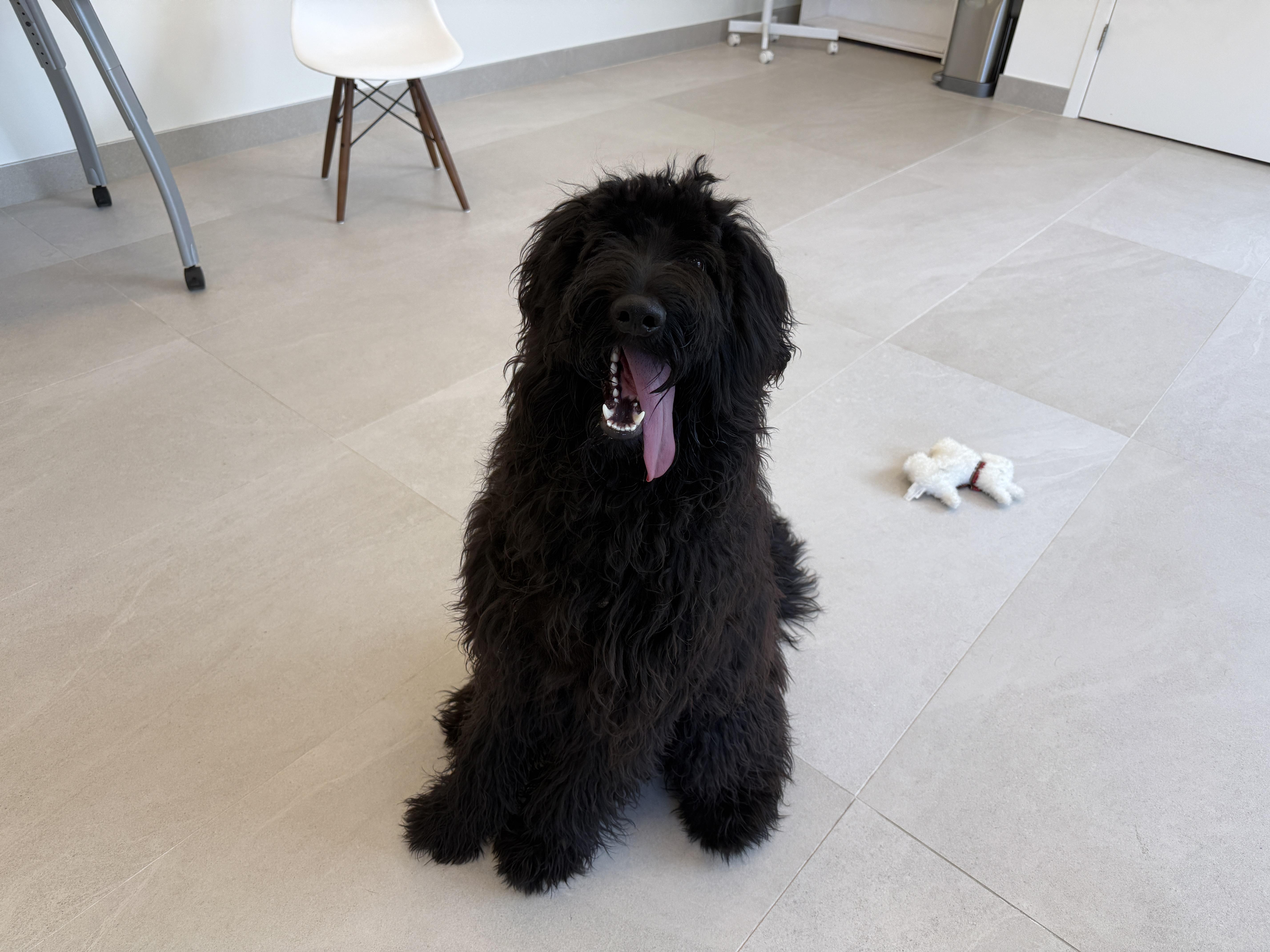 A baby large-sized male Black Mixed Breed dog named Onyx for adoption in Evanston, IL