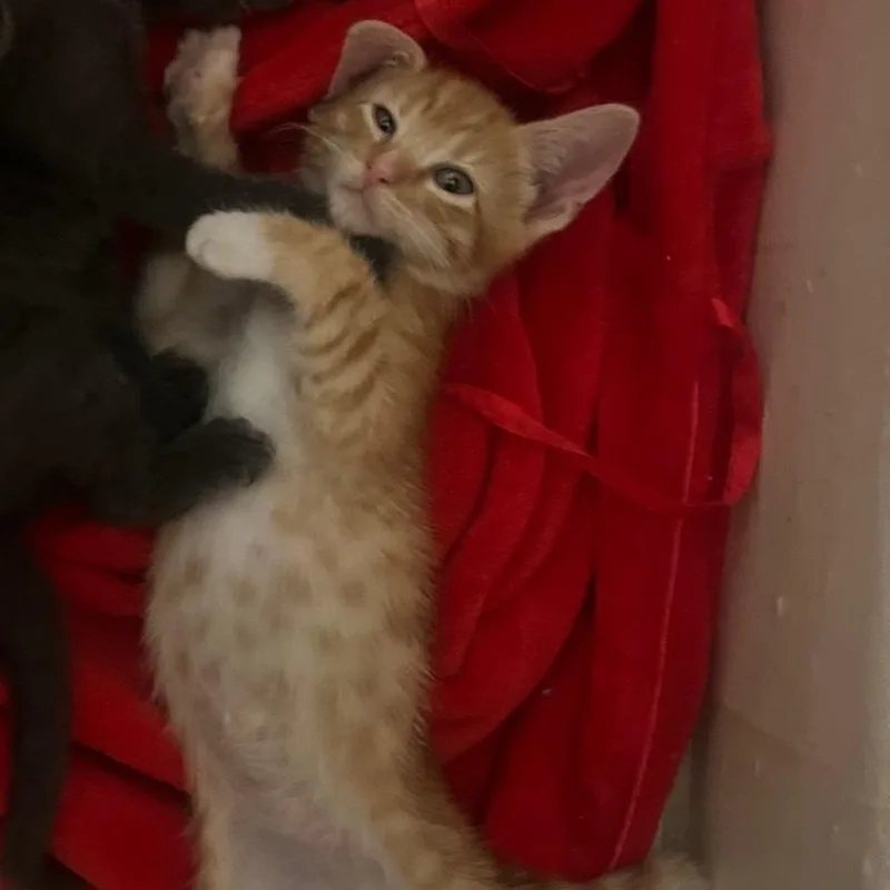 A baby small-sized male Orange / Red Domestic Short Hair cat named Blaze for adoption in Pacific Palisades, CA