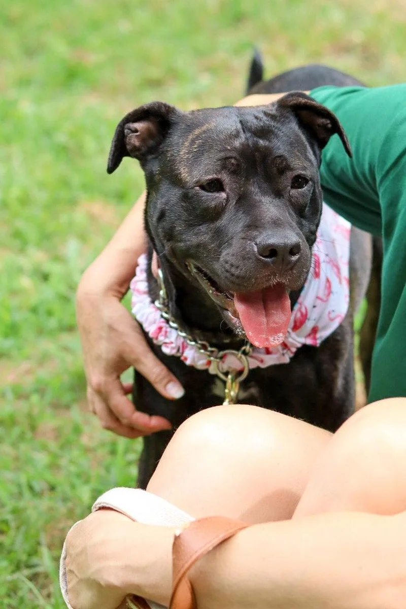 An adult medium-sized female Staffordshire Bull Terrier dog named Carrot for adoption in Sanford, NC