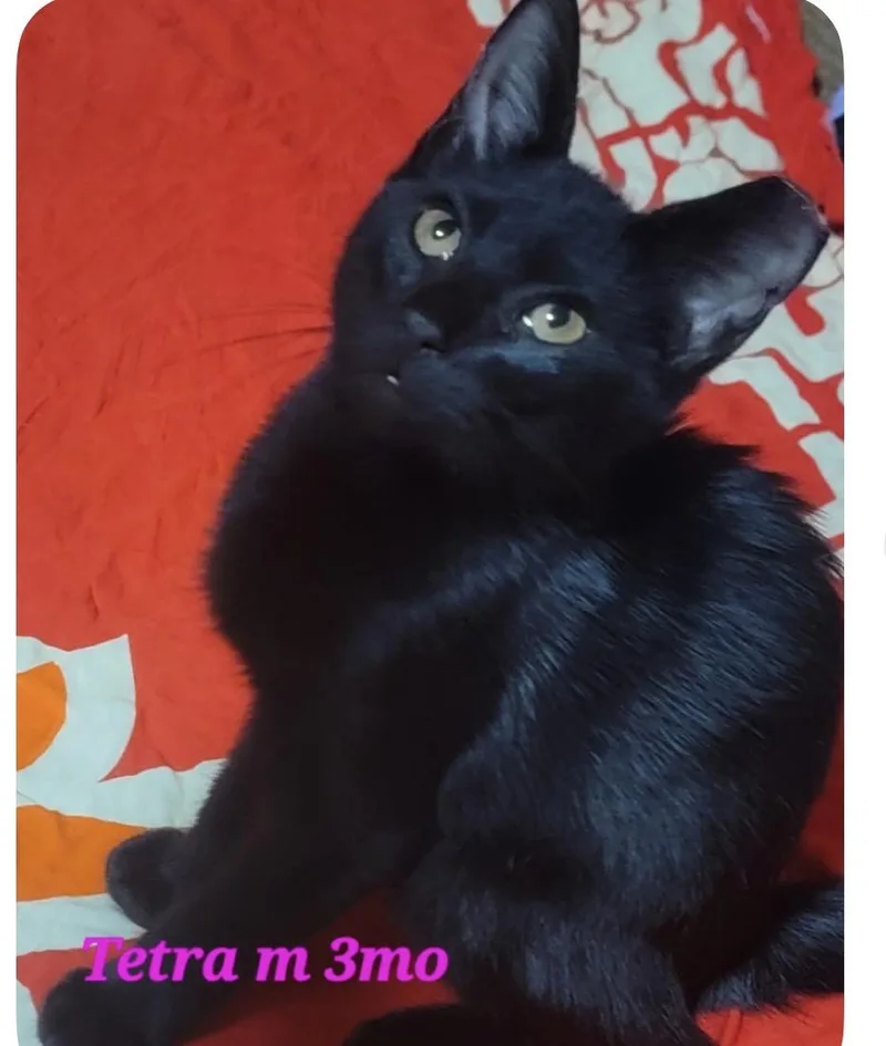 A baby medium-sized male Black Domestic Short Hair cat named Tetra for adoption in Austin, TX