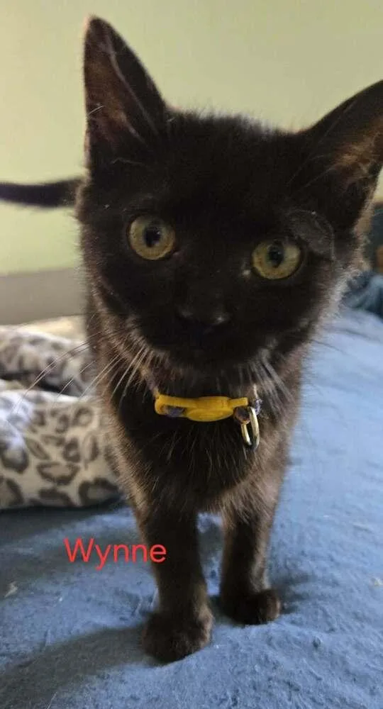 A baby medium-sized female Black & White / Tuxedo Domestic Short Hair cat named Wynne for adoption in Greene, NY