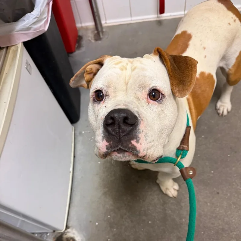 An adult medium-sized female Brown / Chocolate Mixed Breed dog named June Bug for adoption in Pittsburgh, PA