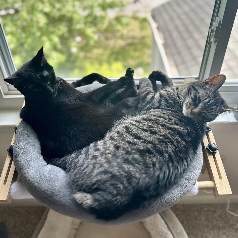 Jordache thumbnail 2