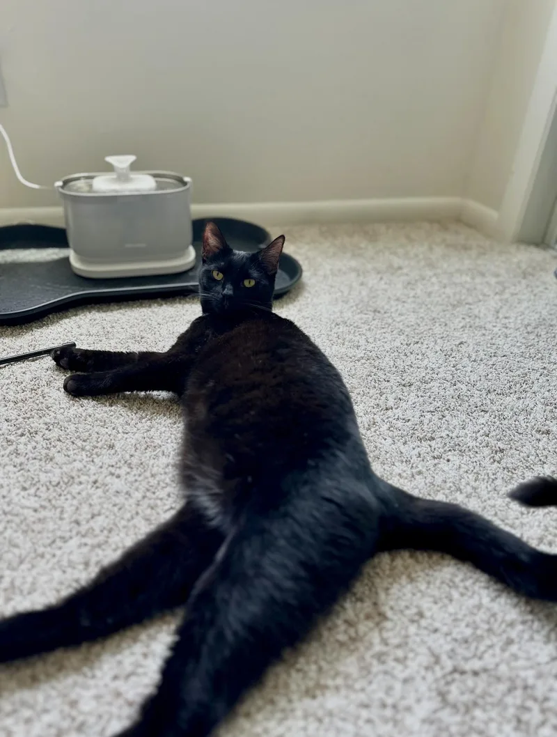 Jordache thumbnail 5