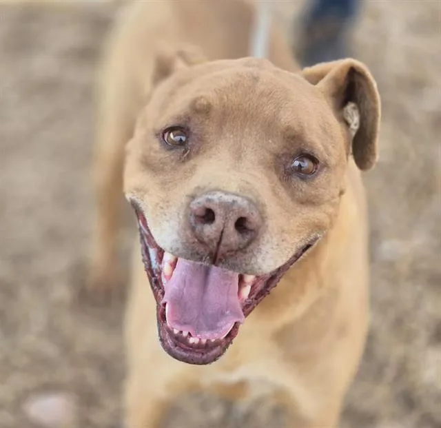 An adult medium-sized male Pit Bull Terrier dog named Christmas for adoption in Albuquerque, NM
