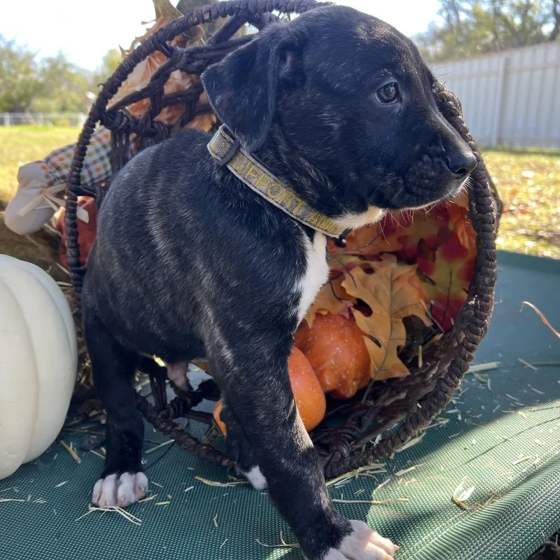 Cranberry thumbnail 2