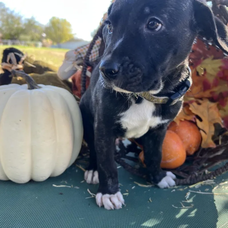 Cranberry thumbnail 3