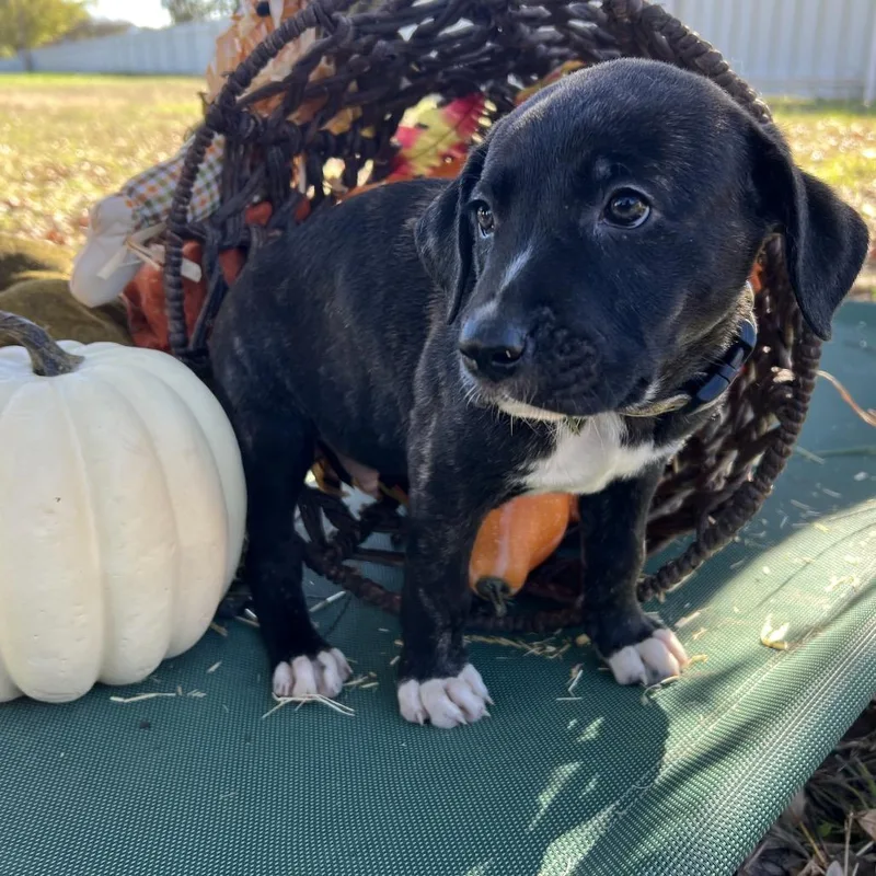 Cranberry thumbnail 4