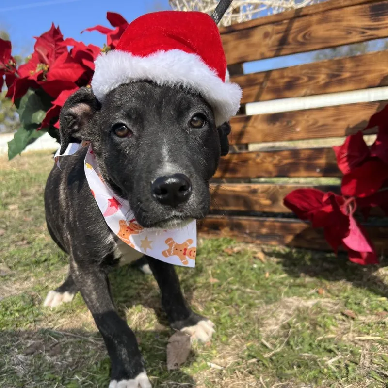 Cranberry thumbnail 5