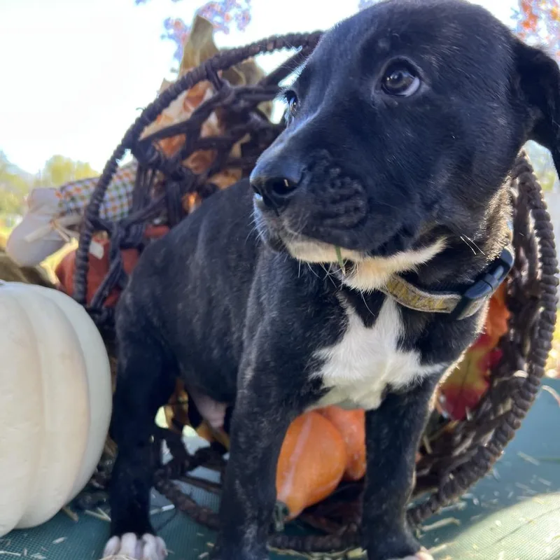 Cranberry thumbnail 6