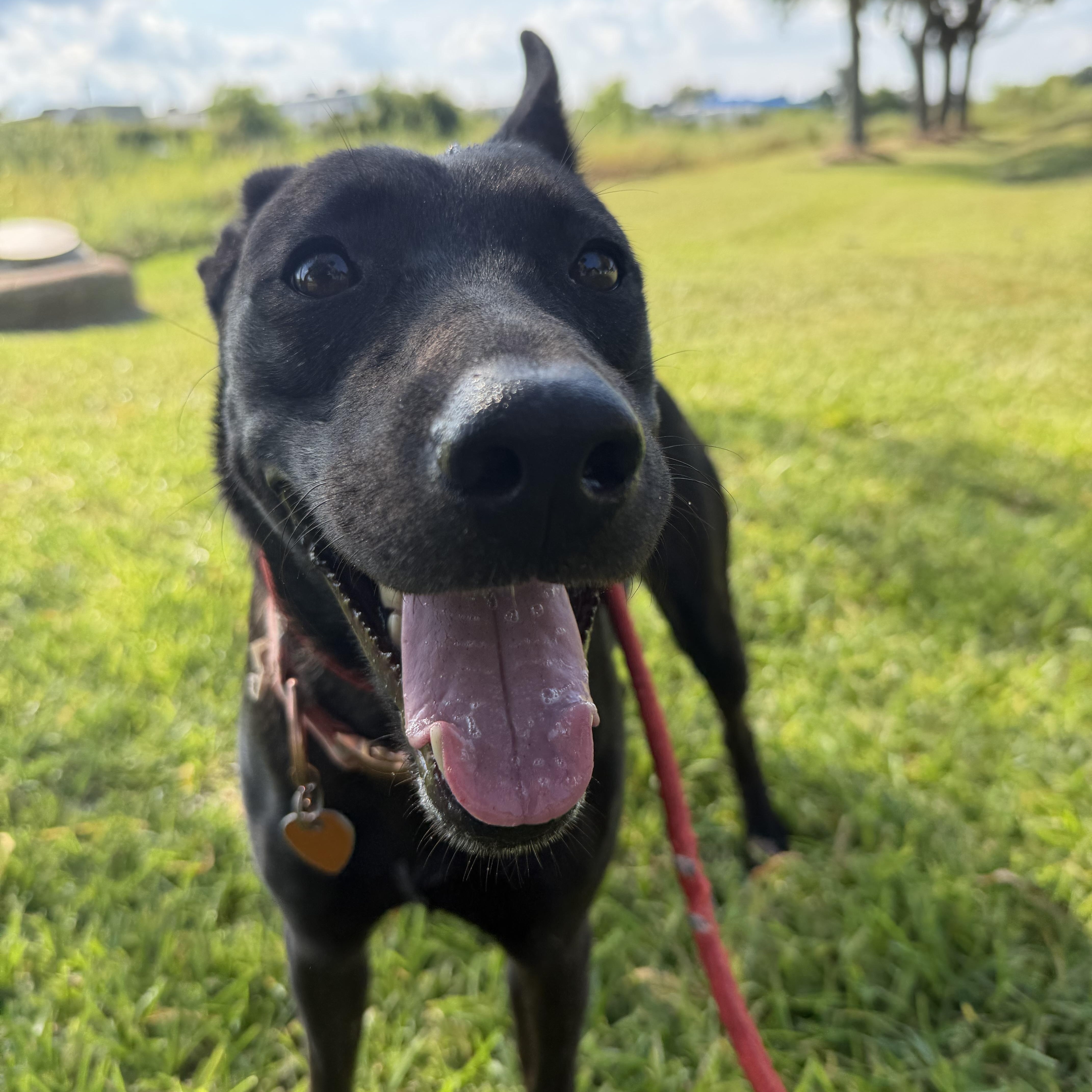 A young medium-sized female Shepherd dog named Rayna for adoption in Pearland, TX
