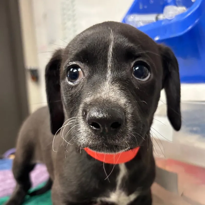 A baby small-sized female Mixed Breed dog named Hallow for adoption in Yuma, AZ