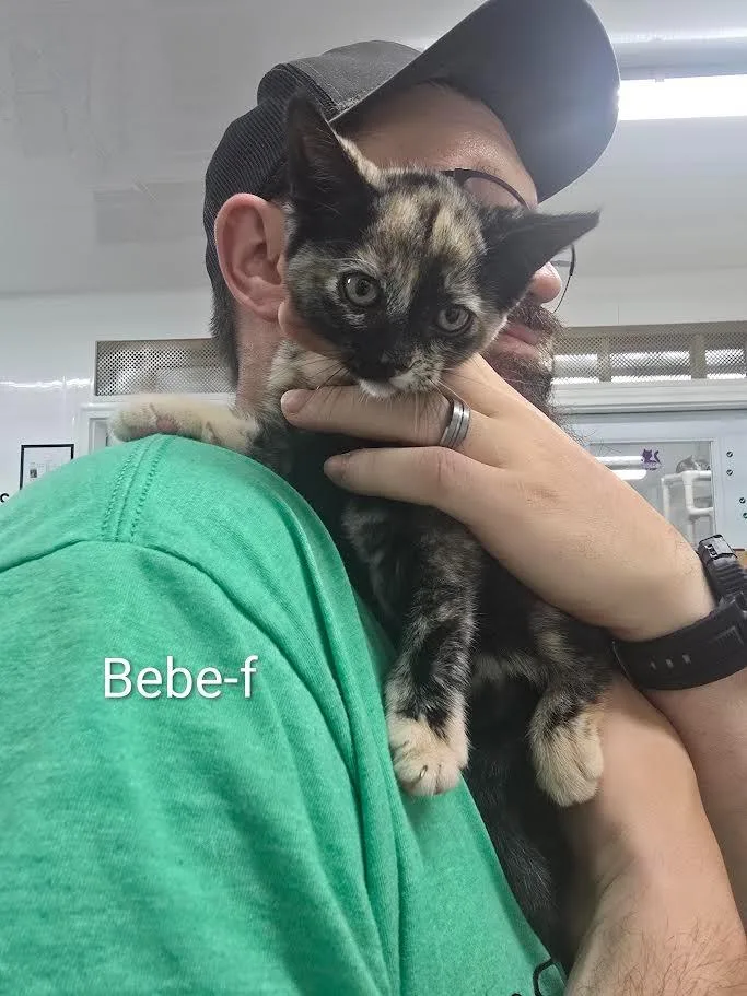 A baby large-sized female Domestic Short Hair cat named Bebe for adoption in Glenfield, NY