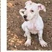 A baby small-sized female Terrier dog named Sassey for adoption in Tampa, FL