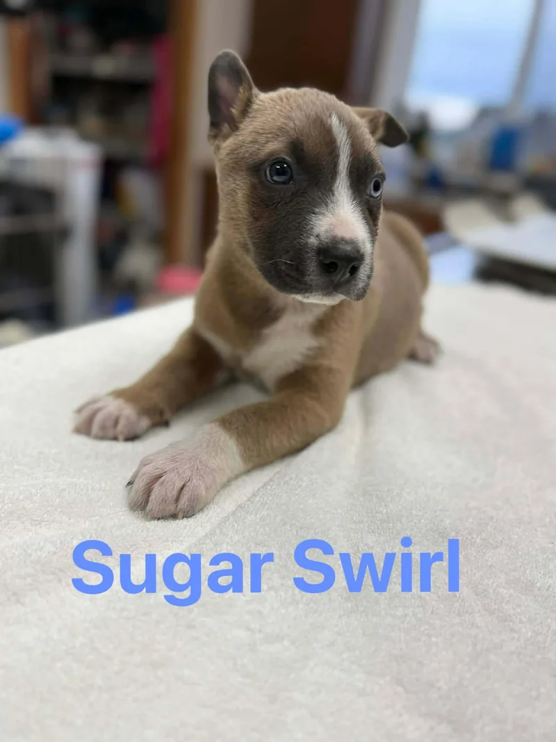 Sugar Swirl