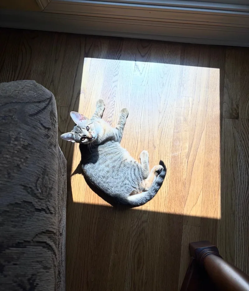 A young medium-sized female Tabby (Brown / Chocolate) American Shorthair cat named Apple & Olive for adoption in Macomb, MI