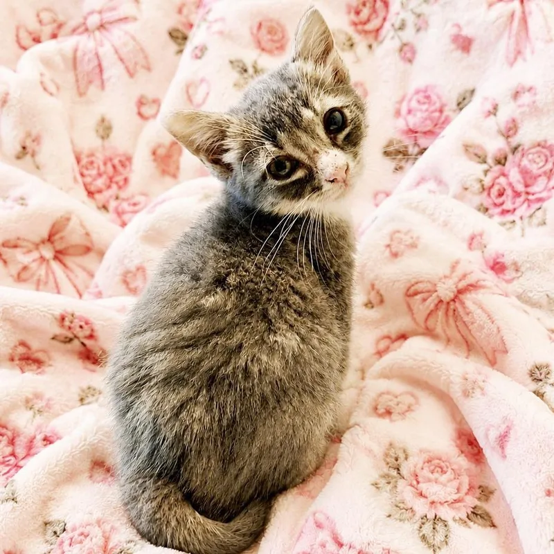 A baby small-sized female Gray / Blue / Silver Domestic Short Hair cat named Pinky for adoption in Mount Juliet, TN