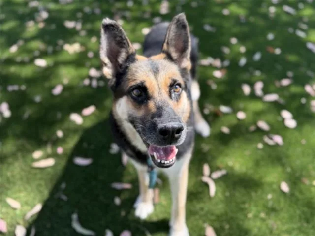 An adult large-sized female Mixed Breed dog named Lily for adoption in Los Angeles, CA