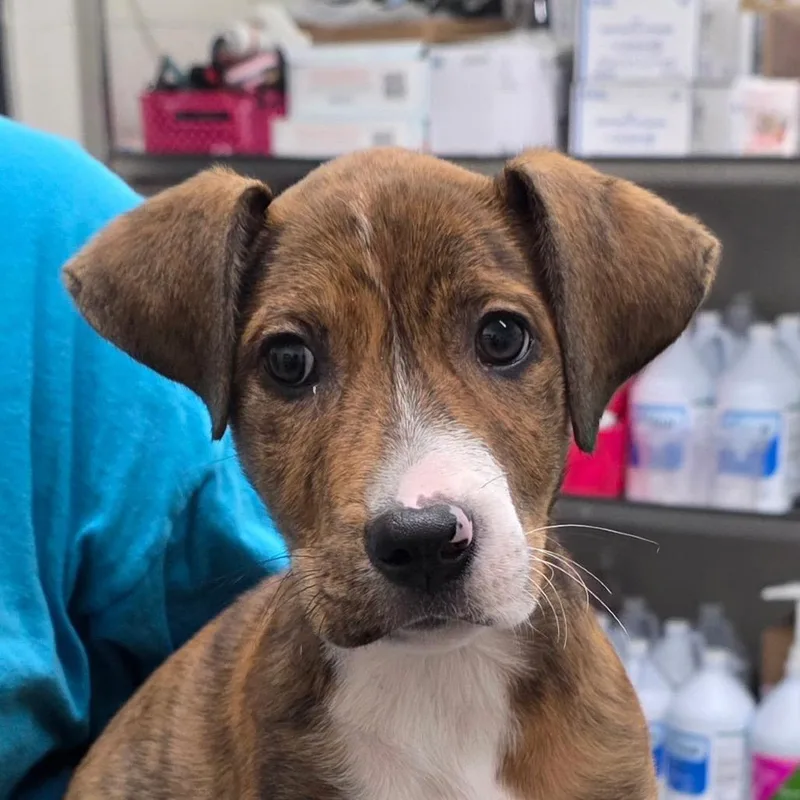 A baby small-sized female Brindle Hound dog named Ruthie for adoption in Bronson, FL