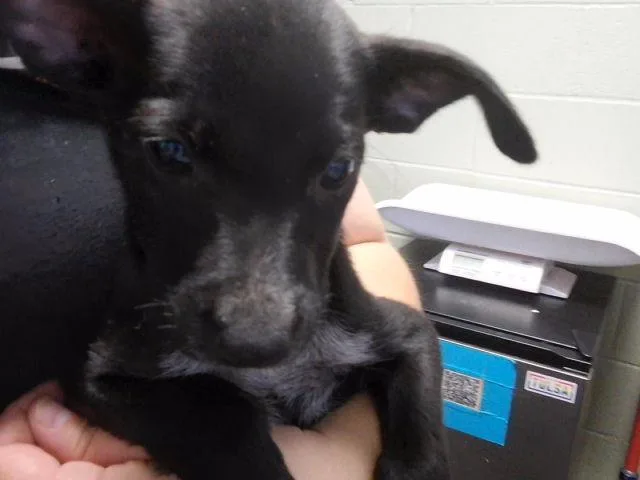 A baby small-sized male Labrador Retriever dog named Jolly for adoption in Tulsa, OK