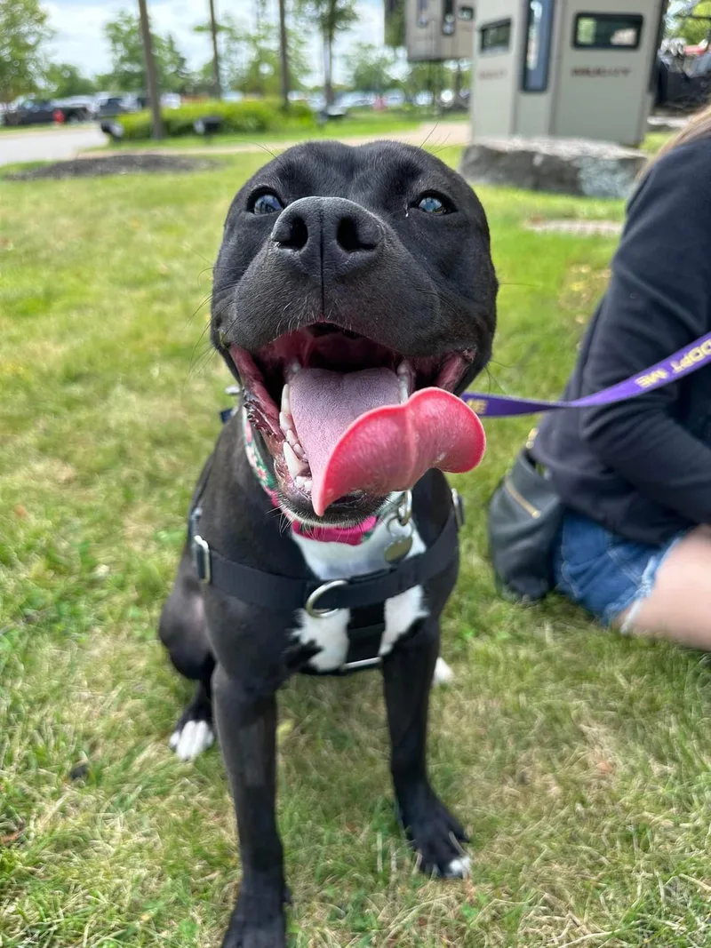 Qu Litter Daffodil thumbnail 2