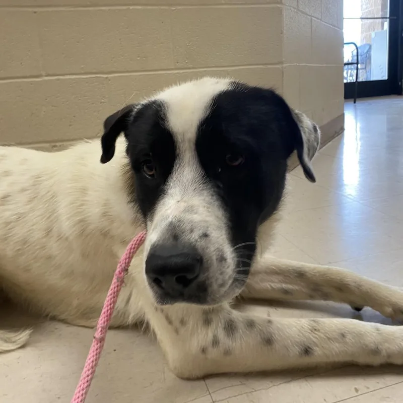 An adult large-sized male White / Cream Great Pyrenees dog named Grimm for adoption in Caryville, TN