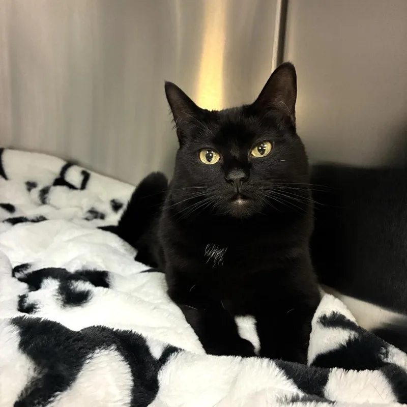 An adult medium-sized female Black Domestic Short Hair cat named Lizzy for adoption in East Hampton, NY