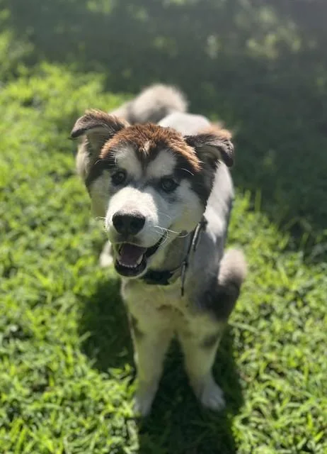 A young large-sized male Alaskan Malamute dog named Benson for adoption in Newton, NC
