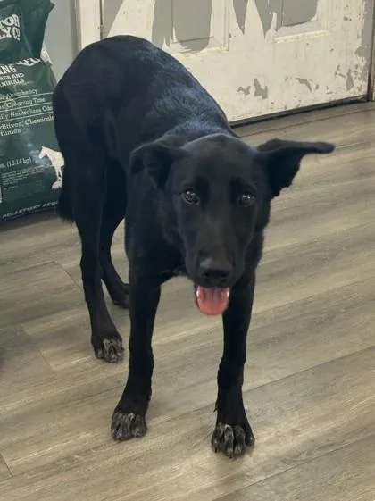An adult medium-sized female Shepherd dog named Marley for adoption in West Memphis, AR