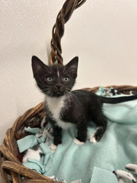 A baby medium-sized male Domestic Short Hair cat named Edmund for adoption in Minot, ND